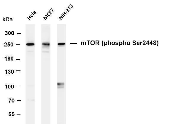 m00003 5 mtor primary antibodies wb testing 1