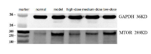 m00003 mtor primary antibodies wb review 3