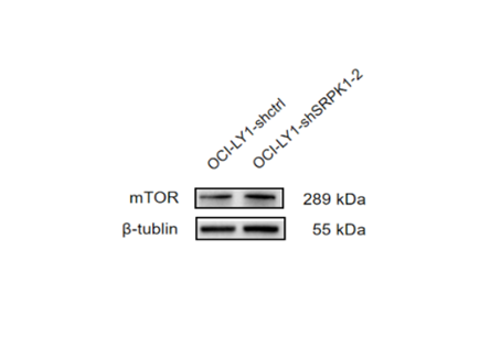 m00003 mtor primary antibodies wb testing 2