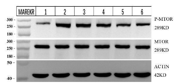 m00003 mtor primary antibodies wb testing 3