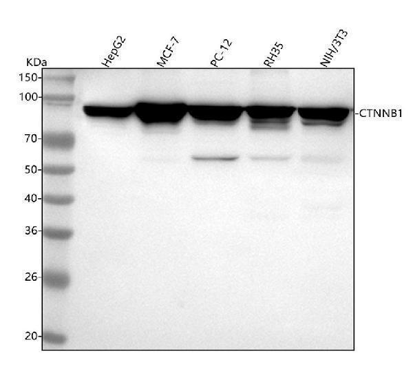 m00004 1 ctnnb1 primary antibodies wb testing 1