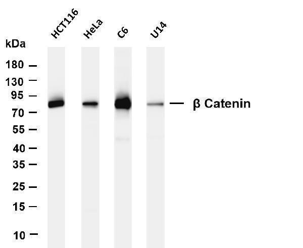 m00004 7 ctnnb1 primary antibodies wb testing 1