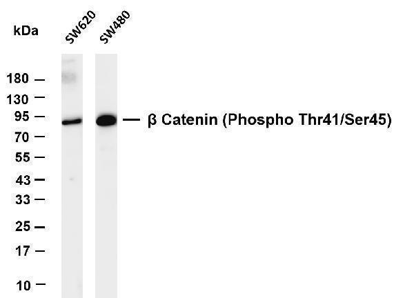 m00004 8 ctnnb1 primary antibodies wb testing 1