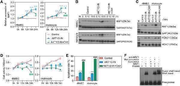 The AKT/mTOR signaling pathway inhibited cellular activity and promoted cell apoptosis