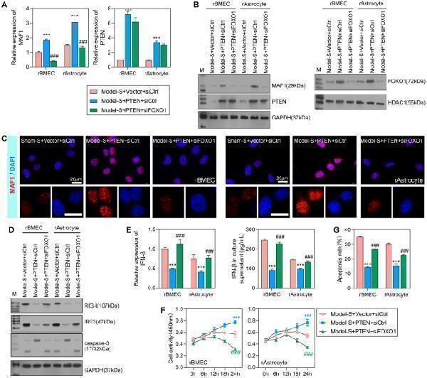 Interference with FOXO1 inhibited cellular activity and enhanced cell apoptosis