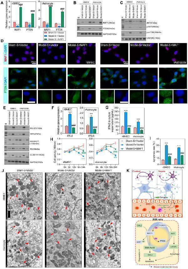Overexpression of MAF1 promoted PTEN expression, increased cellular activity, decreased cell apoptosis, and normalized autophagy