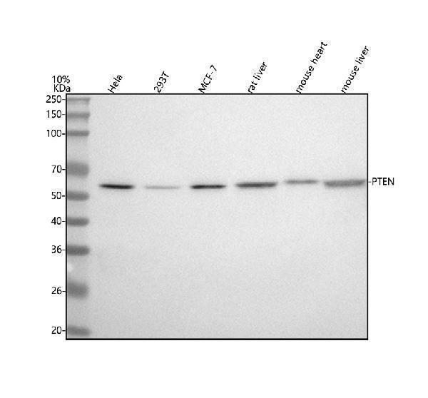 m00006 1 pten primary antibodies wb testing 1