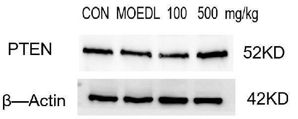 m00006 1 pten primary antibodies wb testing 2