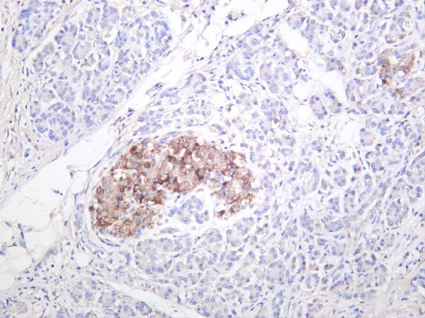 Human panreas was stained with anti-PTEN rabbit antibody