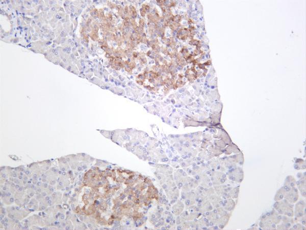 Rat panreas was stained with anti-PTEN rabbit antibody