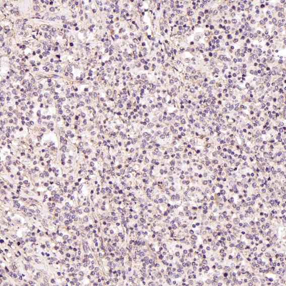 m00007 1 ihc7