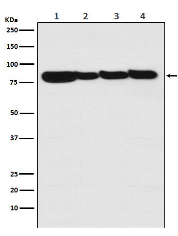 Western blot analysis of STAT3 expression in (1) A431 cell lysate; (2) Human liver lysate; (3) Mouse heart lysate; (4) Rat brain lysate