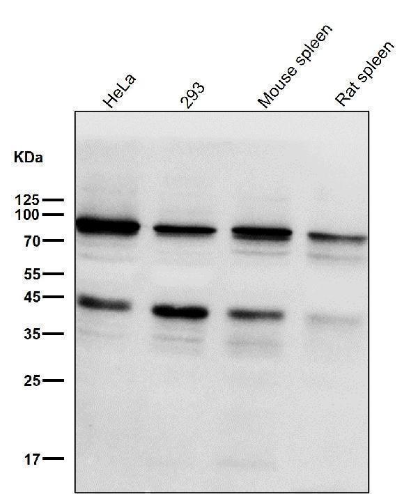 All lanes use the Antibody at 1:5K dilution for 1 hour at room temperature