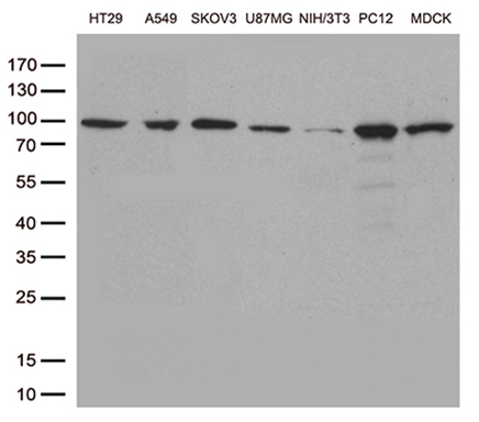 m00007 3 anti stat3 mouse monoclonal antibody clone id oti21e7 wb testing 3