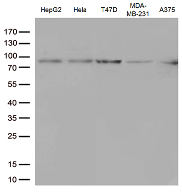 m00007 3 anti stat3 mouse monoclonal antibody clone id oti21e7 wb testing 4