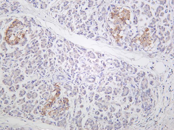 Human pancreas was stained with anti-STAT3 rabbit antibody