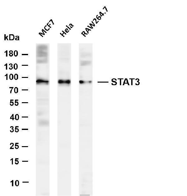 Various whole cell lysates were separated by 4-20% SDS-PAGE, and the membrane was blotted with anti-STAT3 antibody
