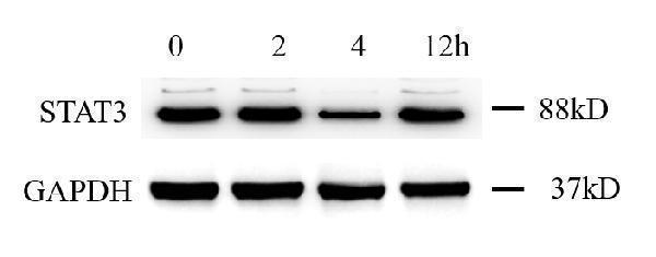  Western blot analysis of STAT3 using anti-STAT3 antibody (M00007)
