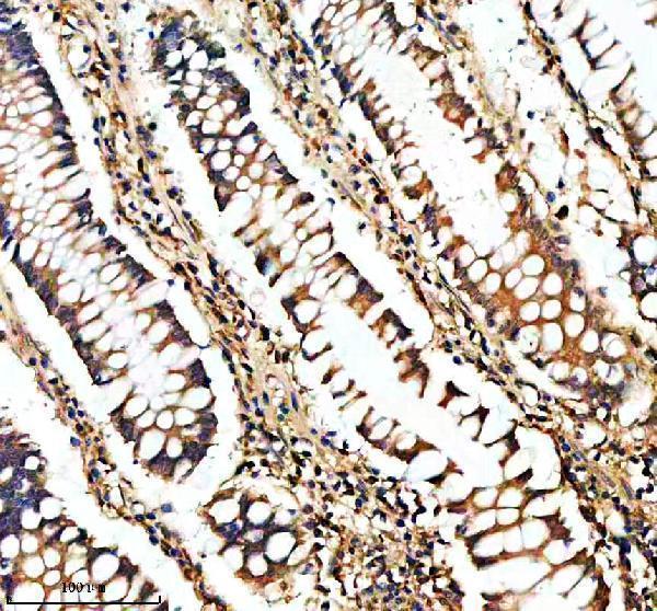 m00008 apc primary antibodies ihc testing 2