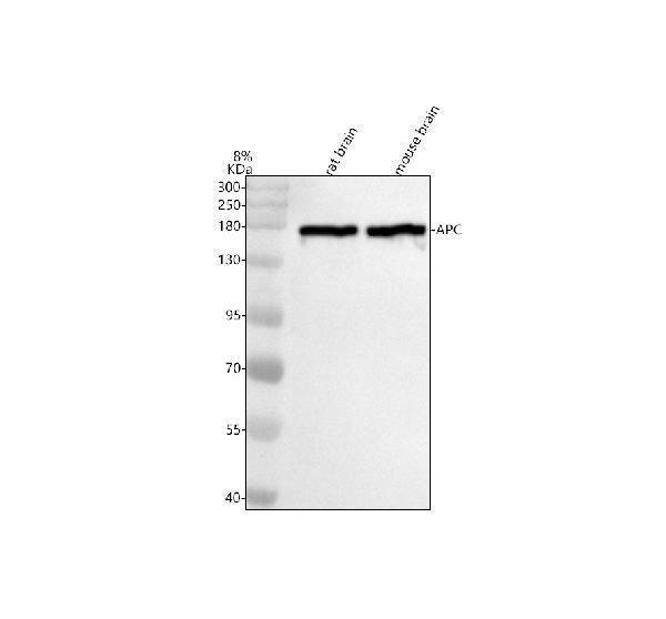m00008 apc primary antibodies wb testing 1