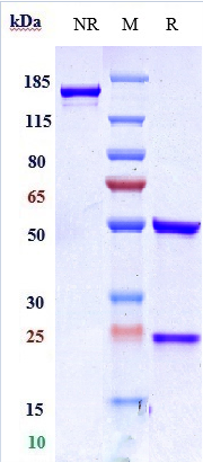 m00010 11 sds page
