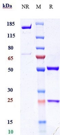 m00010 13 sds page