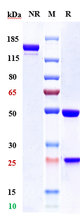 m00010 15 sds page
