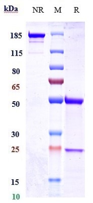 m00010 19 sds page