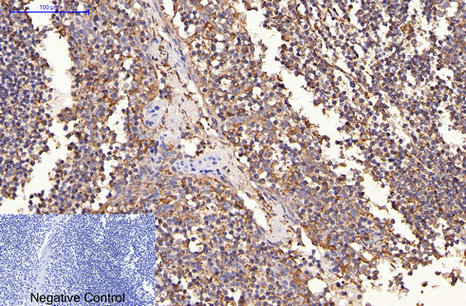 m00010 3 erbb2 primary antibodies ihc testing 3