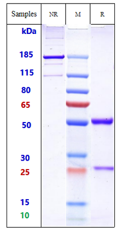 m00010 6 sds page
