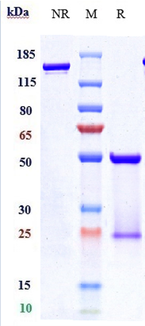 m00010 8 sds page