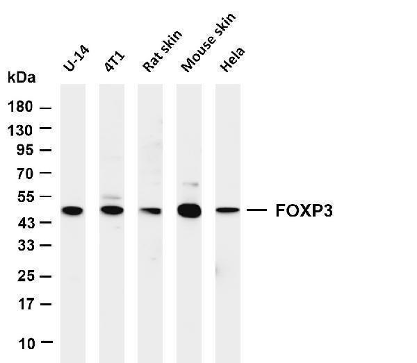 m00011 5 foxp3 primary antibodies wb testing 1