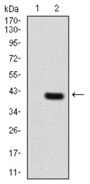 Western blot analysis using TERT mAb against HEK293 (1) and TERT (AA: 1029-1132)-hIgGFc transfected HEK293 (2) cell lysate