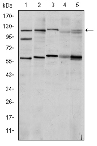m00013 2 hif1a primary antibodyes wb testing 1