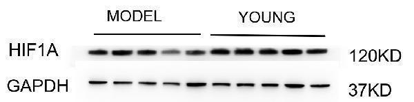 m00013 3 hif 1alpha primary antibodies wb testing 1