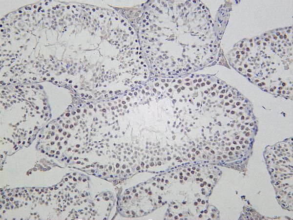 Mouse testis was stained with Anti-SIRT1 rabbit antibody