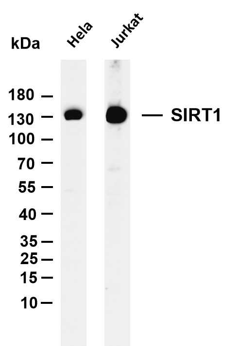 Various whole cell lysates were separated by 4-20% SDS-PAGE, and the membrane was blotted with anti-SIRT1 antibody