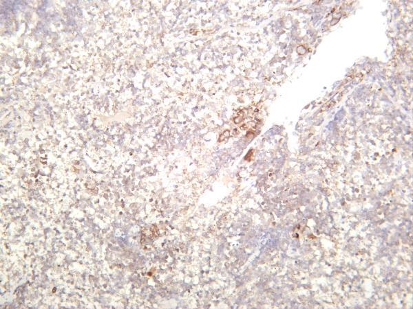 m00019 11 tgfb1 primary antibodies ihc testing 1