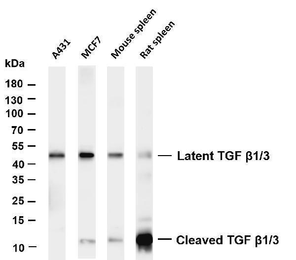 m00019 11 tgfb1 primary antibodies wb testing 1