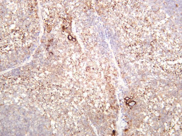 Mouse spleen was stained with anti-TGF β1 rabbit antibody