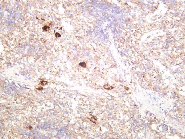 Rat spleen was stained with anti-TGF β1 rabbit antibody