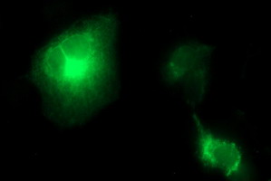 Anti-TGFB1 mouse monoclonal antibody (M00019-3) immunofluorescent staining of COS7 cells transiently transfected by pCMV6-ENTRY TGFB1 (1:100)