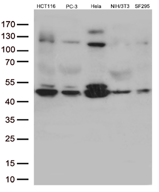 Western blot analysis of extracts (35ug) from 5 different cell lines by using anti-TGFB1 monoclonal antibody (1:500)