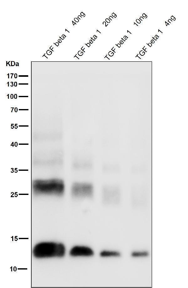 All lanes use the Antibody at 1:1W dilution for 1 hour at room temperature