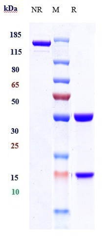 Anti-TGFb1 Reference Antibody (fresolimumab) on SDS-PAGE under reducing (R) condition