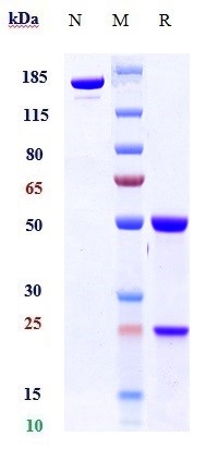 Anti-TGFb1 Reference Antibody (SRK181) on SDS-PAGE under reducing (R) condition