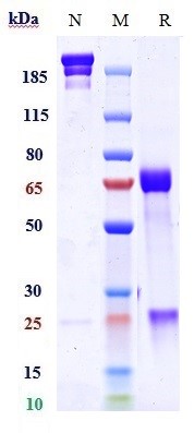 Anti-TGFb1 Reference Antibody (M7824) on SDS-PAGE under reducing (R) condition