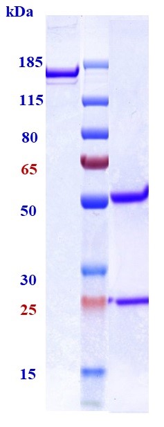 Anti-TGFb1 Reference Antibody (NIS793) on SDS-PAGE under reducing (R) condition