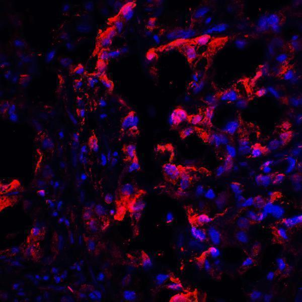 m00020 1 ctla4 primary antibodies if testing 4
