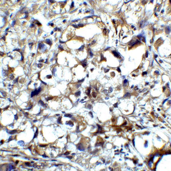 m00020 1 ctla4 primary antibodies ihc testing 6